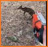 Raccoon Shooting Sandbox related image