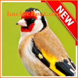 European Goldfinch Bird icon