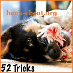 52 Dog Training Routines and Tricks icon
