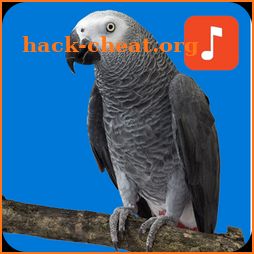 African grey parrot ringtones icon