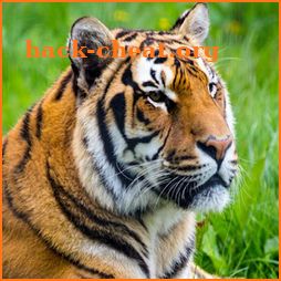 ARCore - Tiger icon