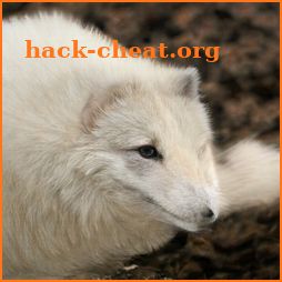 Arctic Fox icon