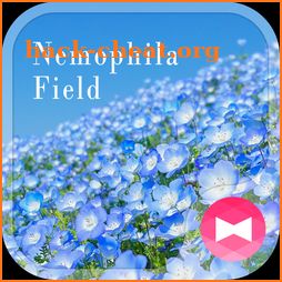 Beautiful Wallpaper Nemophila Field Theme icon