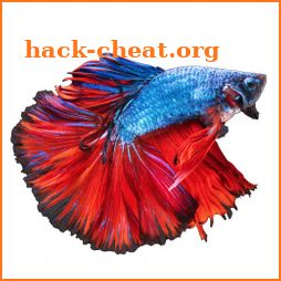 Betta Fish - Virtual Aquarium icon