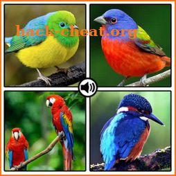 Birds sounds and pictures icon