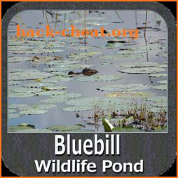 Bluebill WildLife Pond - IOWA icon