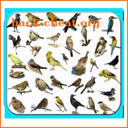 Cantos dos Pássaros Completos icon