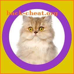 Cat Show 360x icon