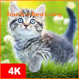 Cat Wallpapers & Kitten Backgrounds icon