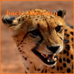Cheetah Sounds - Best Cheetah Ringtones icon