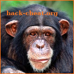 Chimp Memory Test icon