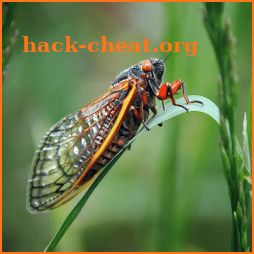 Cicada Sounds icon