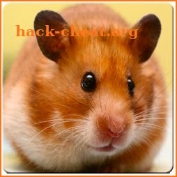 Cute Hamster Wallpaper icon