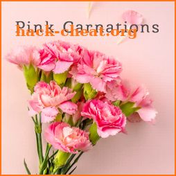 Cute Wallpaper Pink Carnations Theme icon