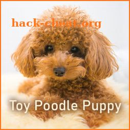 Cute Wallpaper Toy Poodle Puppy Theme icon