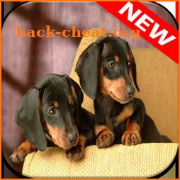 Dachshund Wallpapers icon