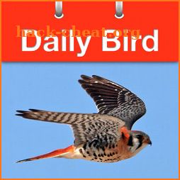 Daily Bird icon