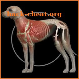Dog Anatomy: Canine 3D icon