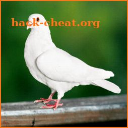 Dove Sounds - Dove Calls for Hunting icon