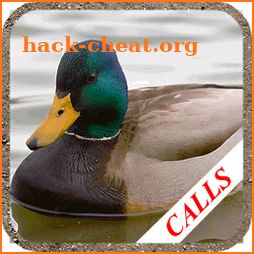Duck hunting calls:  Waterfowl hunting sounds. HIT icon