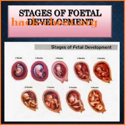 Fetal development stages icon