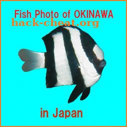 Fish Photo of OKINAWA icon