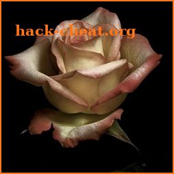 Flowers and roses Image HD Gif icon