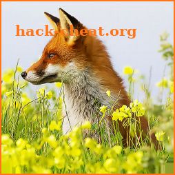 Fox Wallpapers: backgrounds hd icon