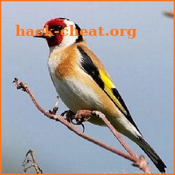 Goldfinch free icon