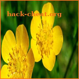Grow Buttercups Flower icon