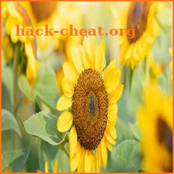 Grow Sunflowers icon