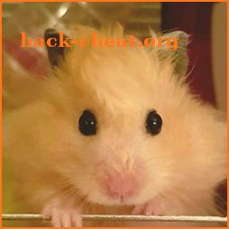 Hamster Wallpaper icon