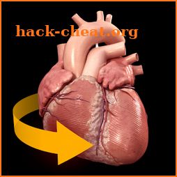 Heart 3D Anatomy icon