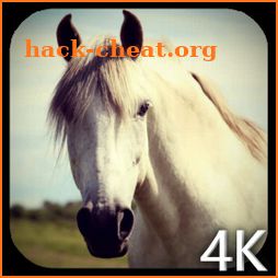 Horse 4K Video Live Wallpaper icon