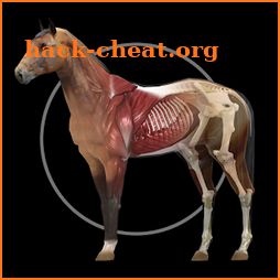 Horse Anatomy: Equine 3D icon