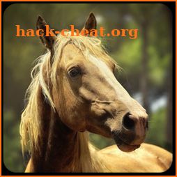 Horses memory game - beautiful photos of horses icon