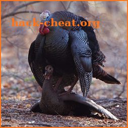 Hot Hen Electronic Turkey Call icon
