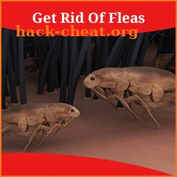 How To Get Rid Of Fleas icon