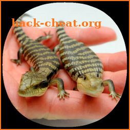 How to Take Care of Reptiles & Amphibians icon