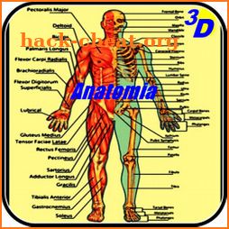 Human Anatomy in 3D. The human body icon