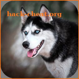Husky dog Wallpaper HD : backgrounds & themes icon