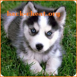 Husky puppies Wallpapers icon