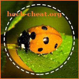 Insect identifier App by Photo, Camera 2020 icon