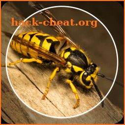 Insect Identifier : Insect ID, AI Photo Camera icon