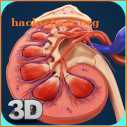 Kidney Anatomy icon