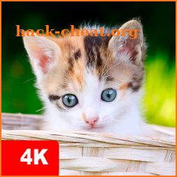 Kitten Wallpaper 4K icon