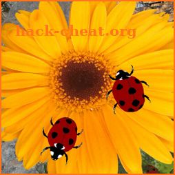 Ladybug simulator icon