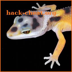 Leopard Gecko Pro 1.0 icon