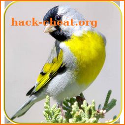 Master Goldfinch Singing Free Claim icon