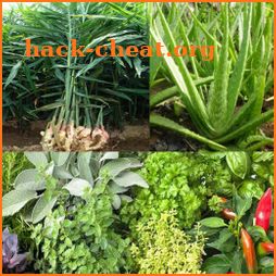 Medicinal plants: herbs icon